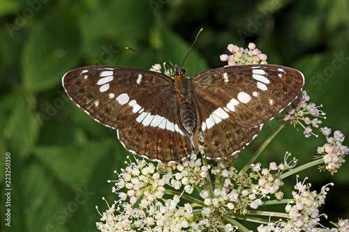 grande farfalla bruna (Limenitis camilla) photo