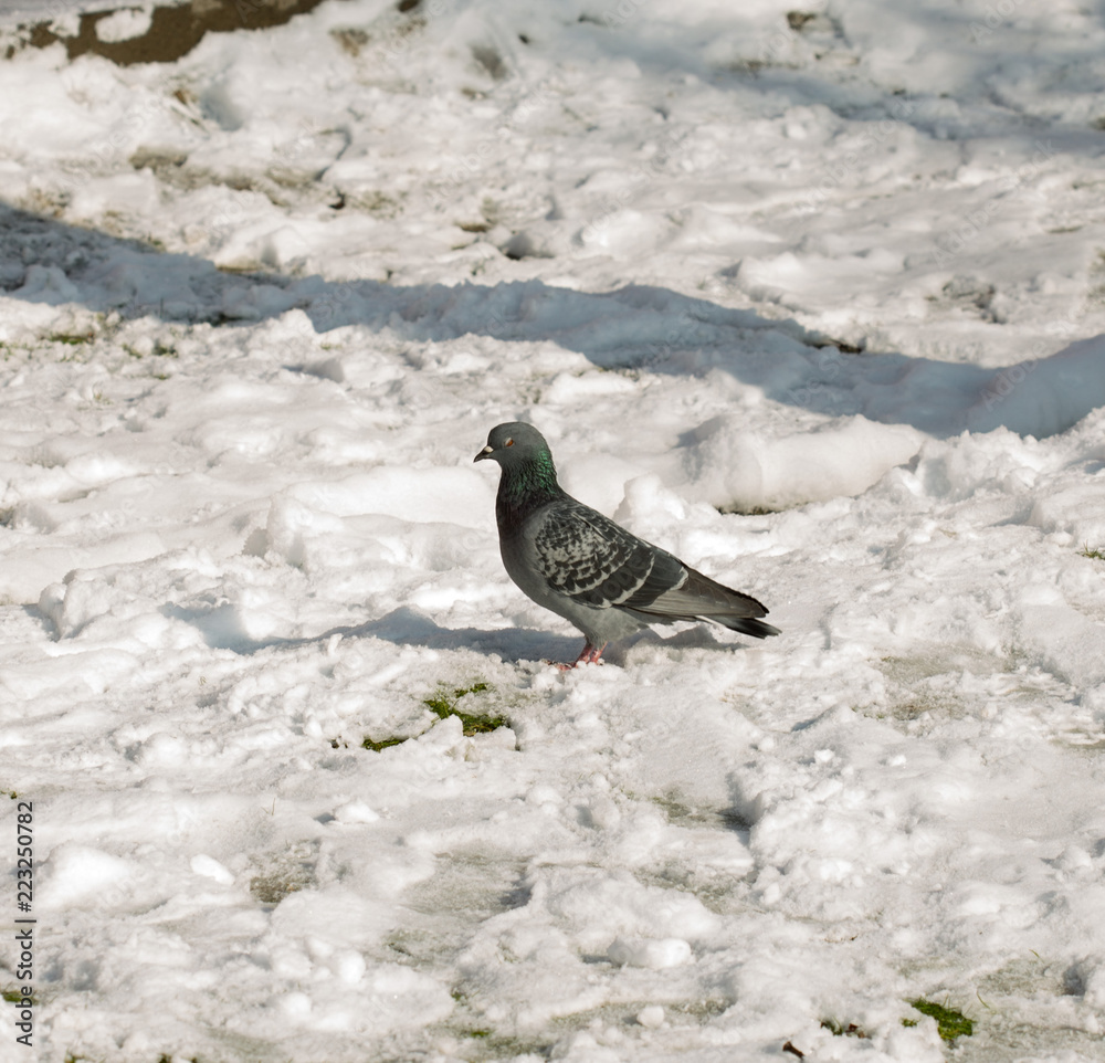 Fototapeta premium flock of pigeons on snow in winter