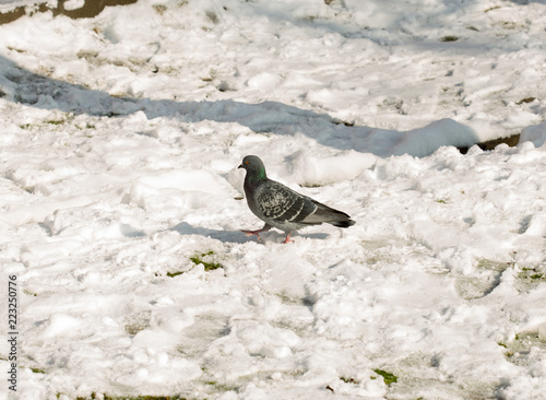 flock of pigeons on snow in winter