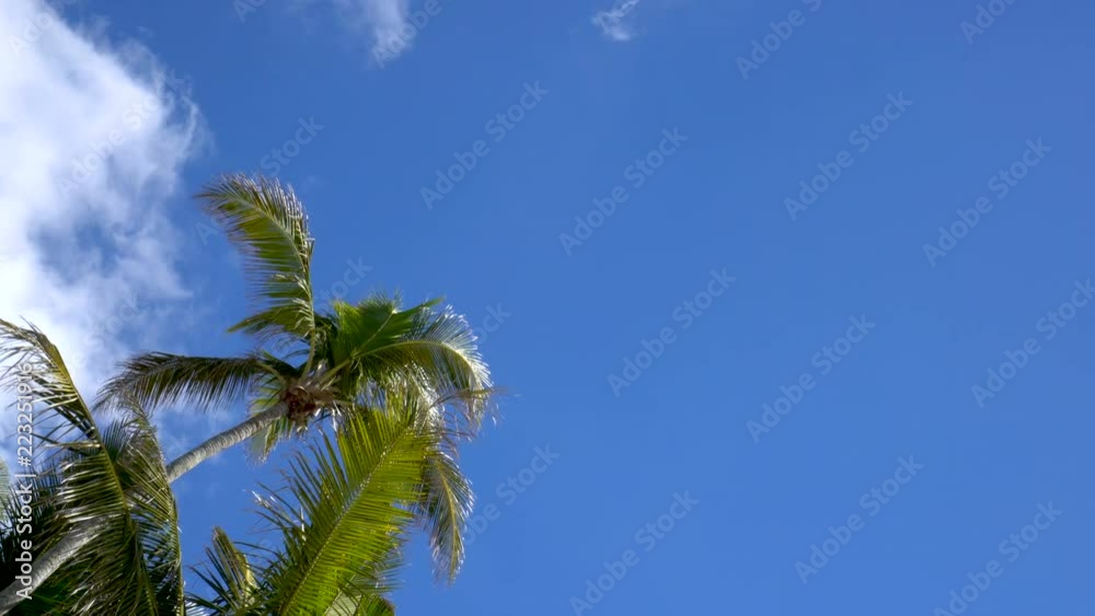 4K Overhead view of airplane flying across clear blue sky and palm tree tops