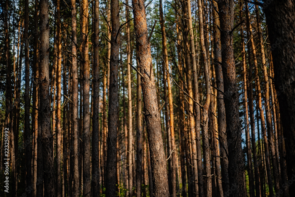 Fototapeta premium Evening with sunset in a pine forest.