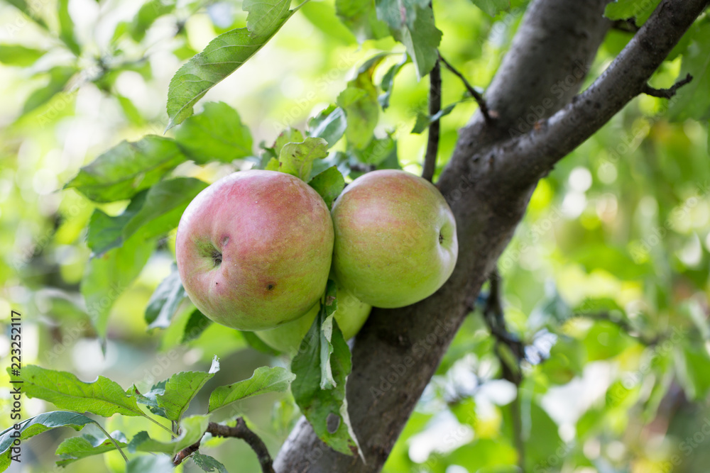 close up of apples on the tree close up of apples on the tree