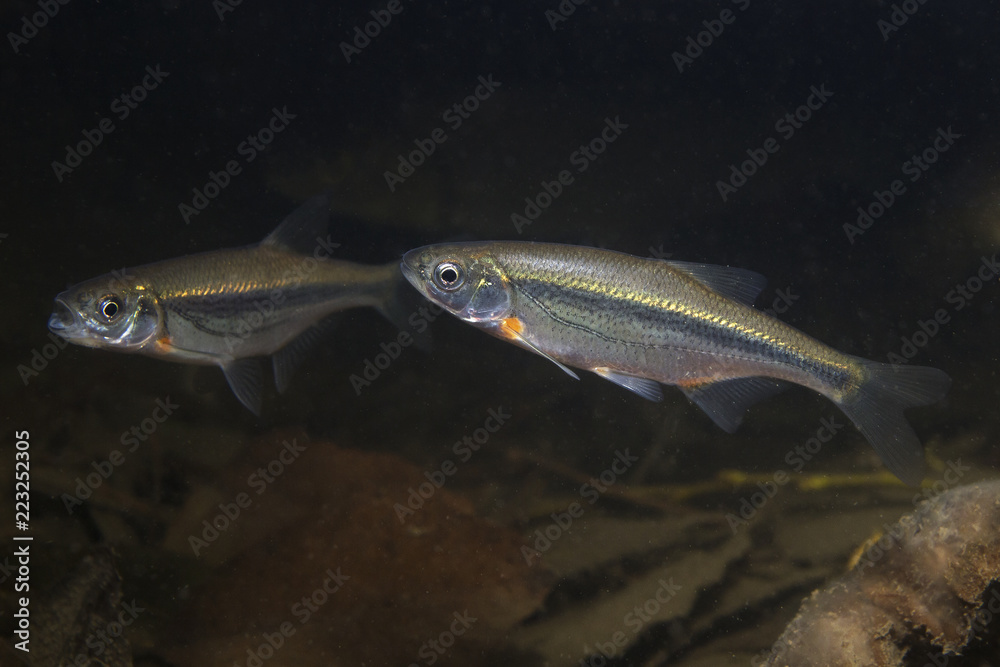 Freshwater fish Riffle minnow (Alburnoides bipunctatus) underwater  photography. Minnow in clean water and nature habitat. Natural light. Lake  and river habitat. Wild animal. Underwater photo of fish. Stock Photo