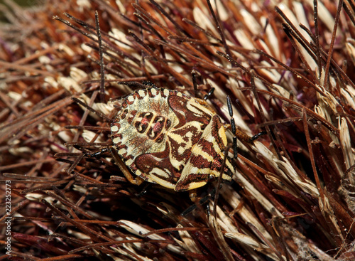 cimice dai riflessi bronzati (Carpocoris pudicus, stadio larvale) photo