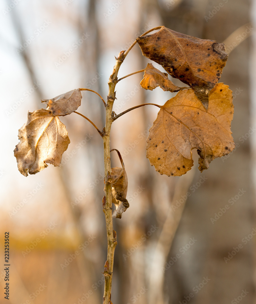 Autumn leaves macro poplar tree Autumn leaves macro poplar tree