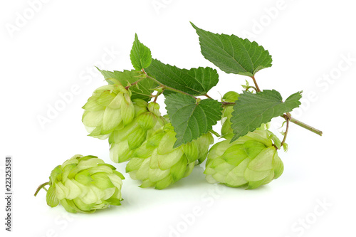 Branc hop with leaves closeup.