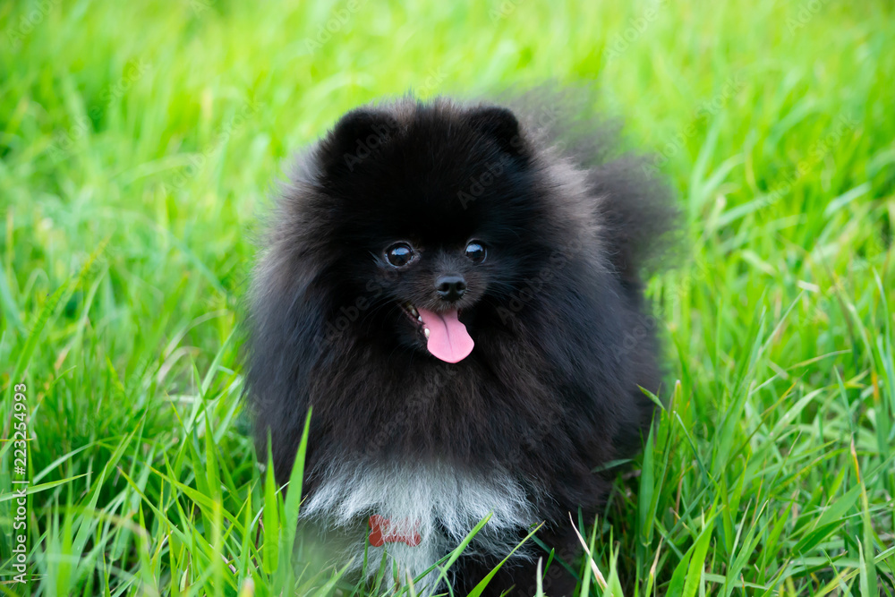 Obraz premium Puppy Pomeranian Spitz with its owner. Young energetic dog on a walk. Whiskers, portrait, closeup. Enjoying, playing, green background 