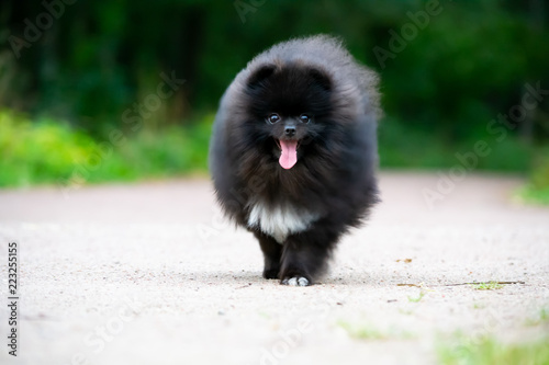 Puppy Pomeranian Spitz with its owner. A young energetic dog is running around for a walk. Whiskers, portrait, closeup. Enjoying, playing, sand background. 