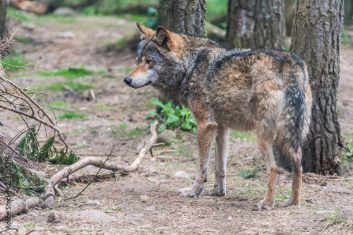 Grey Wolf  Canis lupus  Portrait - captive animal shot from the back in the forest