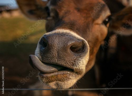 vaca Jersey fazenda língua gado 