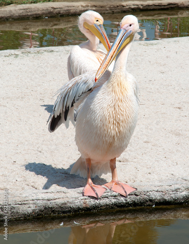 Pellicano photo