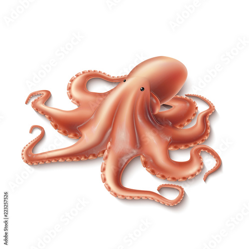 Vector realistic octopus, marine squid 3d mollusk