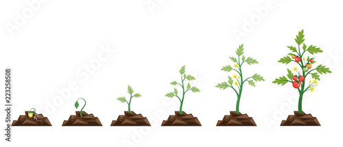 Agriculture.Growth of plant,from seeds sprout to vegetable.Planting tree.Gardening.Timeline.Vector illustration in flat style.Tomato stage growth.Life cycle of tomato leaf,flower and fruit.Infographic