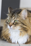 Beauty cat of livestock, siberian purebred. Adorable domestic pet with long hair outdoor