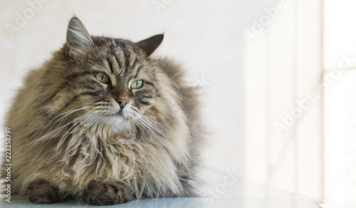 Beauty cat of livestock, siberian purebred. Adorable domestic pet with long hair outdoor