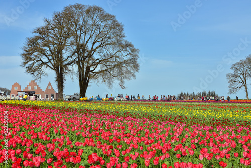 Wallpaper Mural field of tulips Torontodigital.ca
