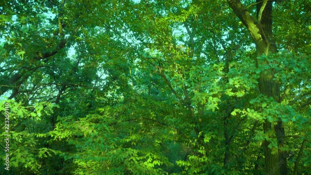 camera moving down the trees in the green forest camera moving down the trees in the green forest