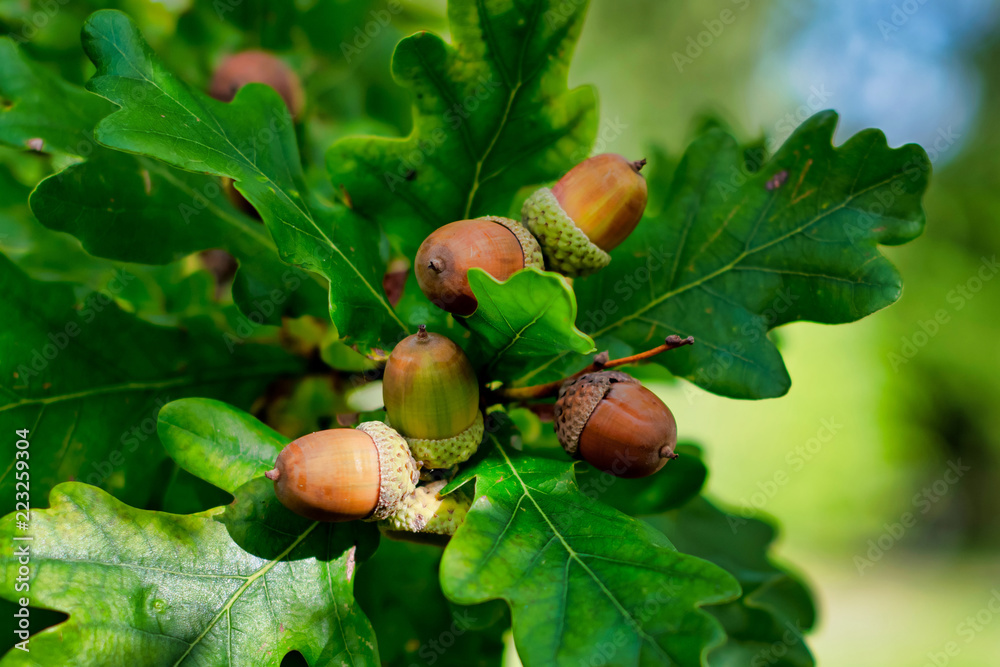 Fototapeta premium Acorns on a oak tree with green lush leaves