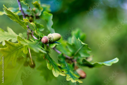 Acorns on a oak tree with g...