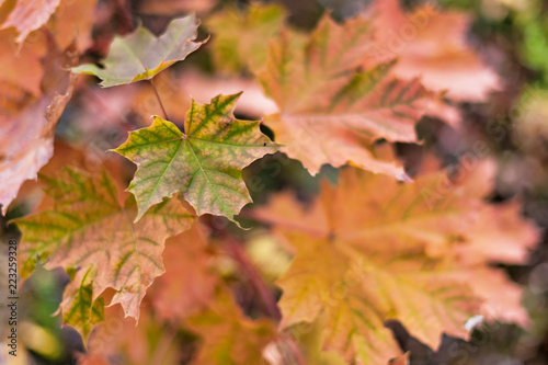 Maple leaves in autumn colors
