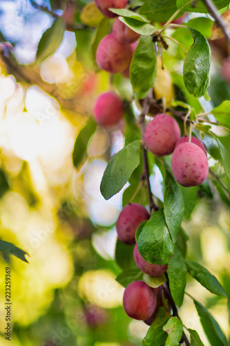 Victoria plums on a branch ...