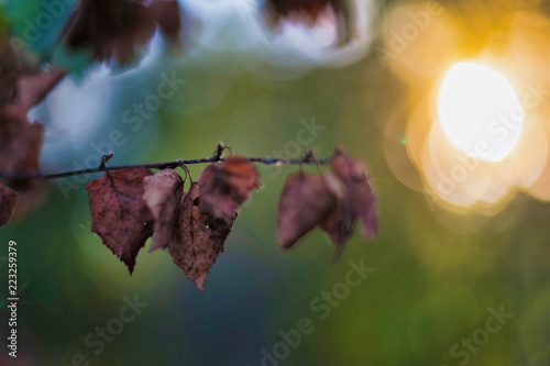 Dryed leaves of birch in br...