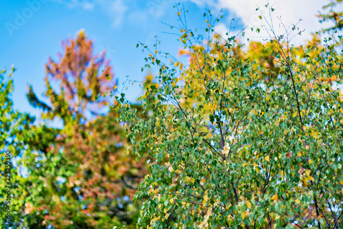 Autumn trees against blue sky.