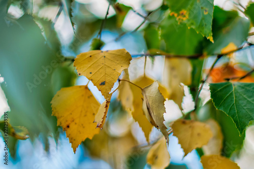 Birch during autumn, yellow...
