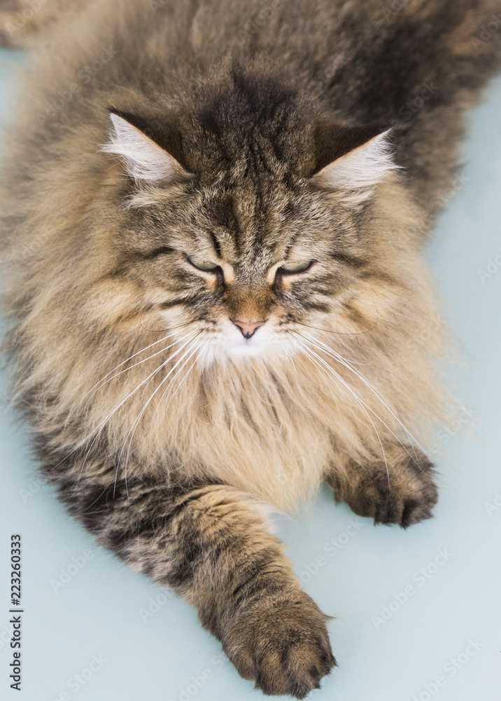 Beauty cat of livestock, siberian breed. Adorable domestic pet with long hair outdoor