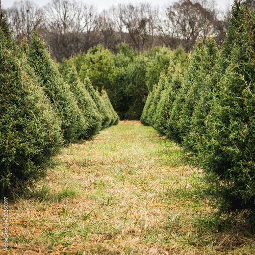 Looking Down a Row of Christmas Trees