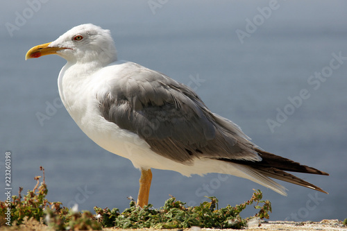 white and grey seagull under summer sun