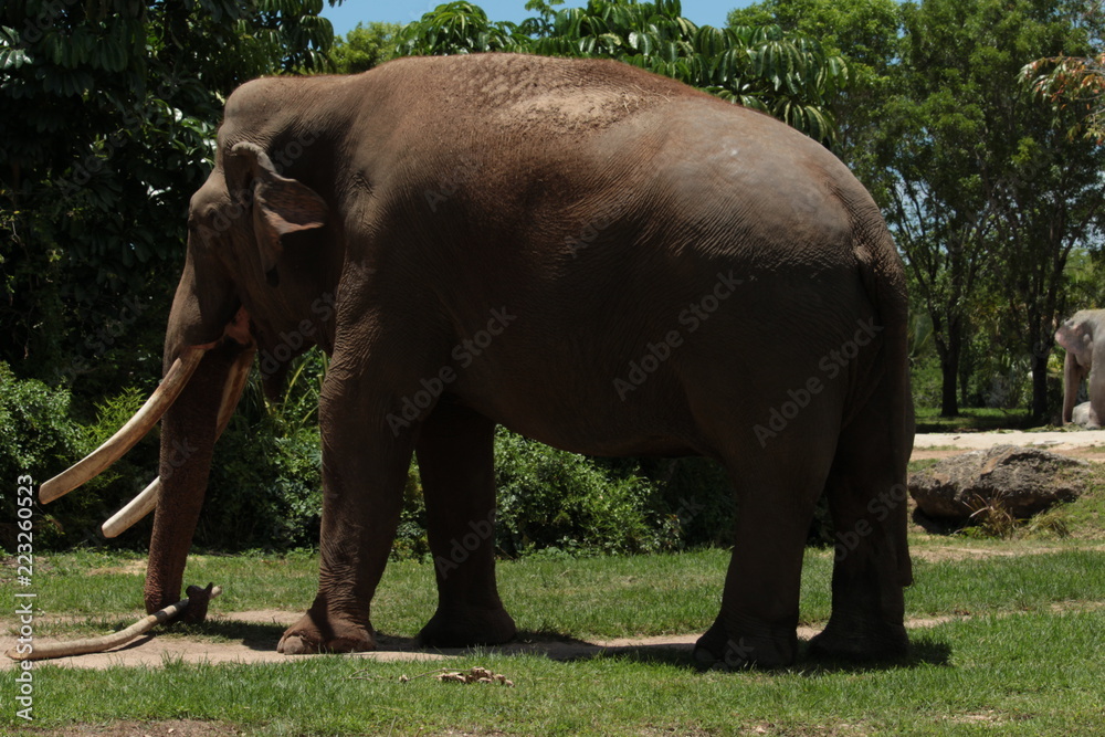 Fototapeta premium Zoo Miami