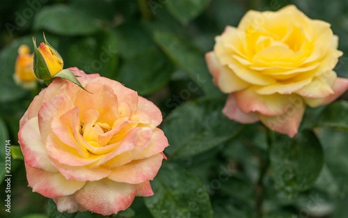 Pink and Yellow Roses with Water Drops