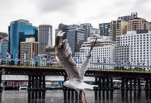 In the port of Sydney, Australia, in front of the skyscrapers of the financial district. 4 February 2013