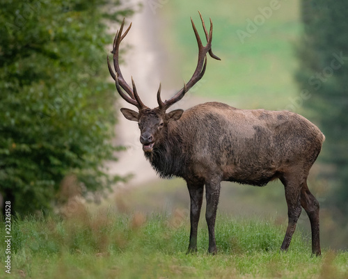 Bull Elk 