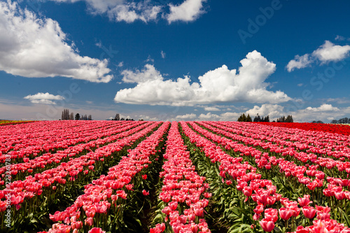 Red and pink tulips blooming in a field in Mount Vernon, Washington #223261783