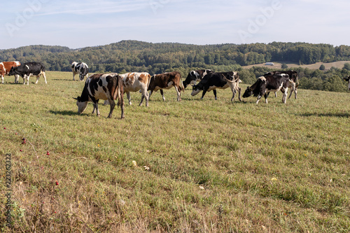 Dairy cows in the pasture. Pets on a meadow in the mountains. © Piotr