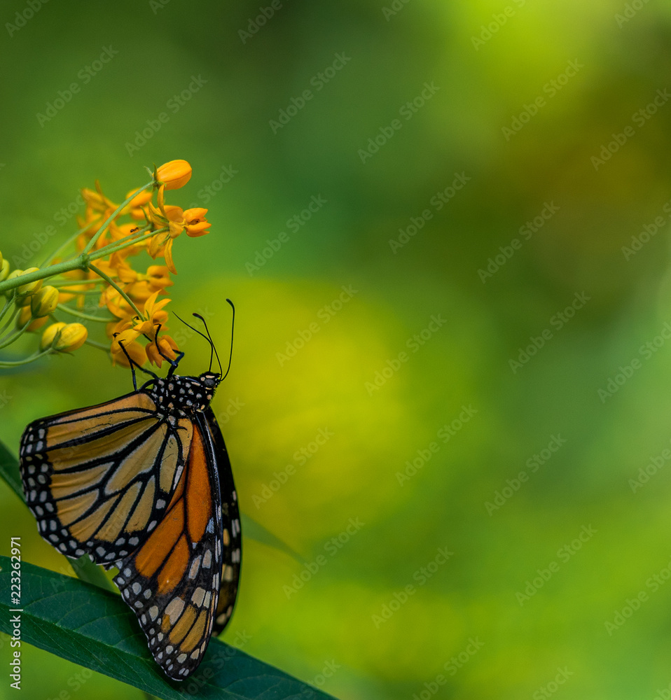 Obraz premium Bright Orange, Yellow, and Black Scales on a Monarch Butterfly