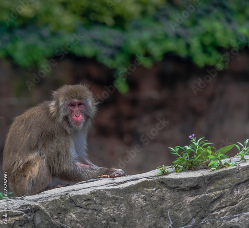 Earth Toned Fur on a Japanese Macaque  Snow Monkey  on a Rock