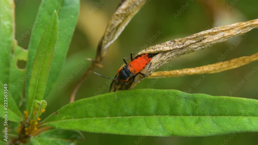 Milkweed Bug Placing Eggs on Pod Milkweed Bug Placing Eggs on Pod