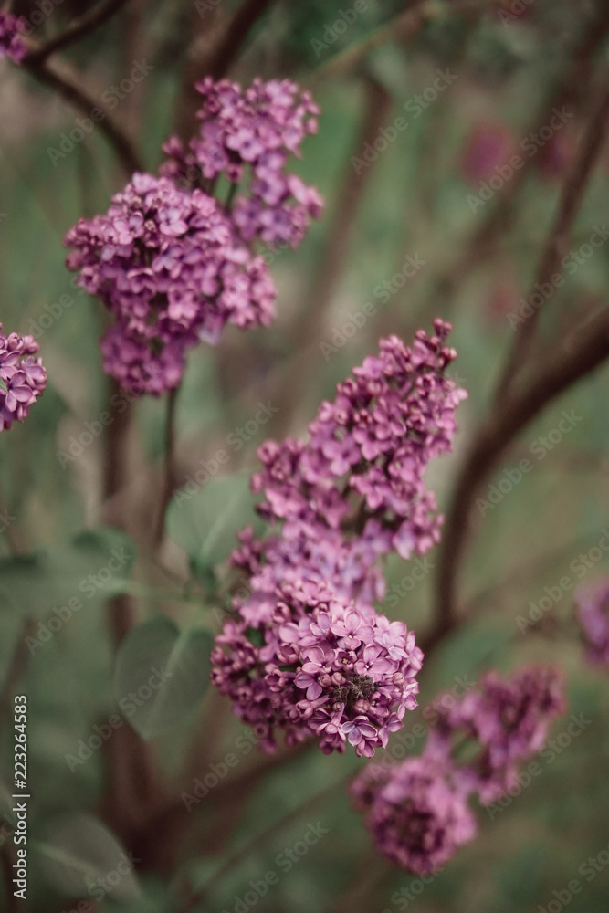 Purple Lilac Purple Lilac