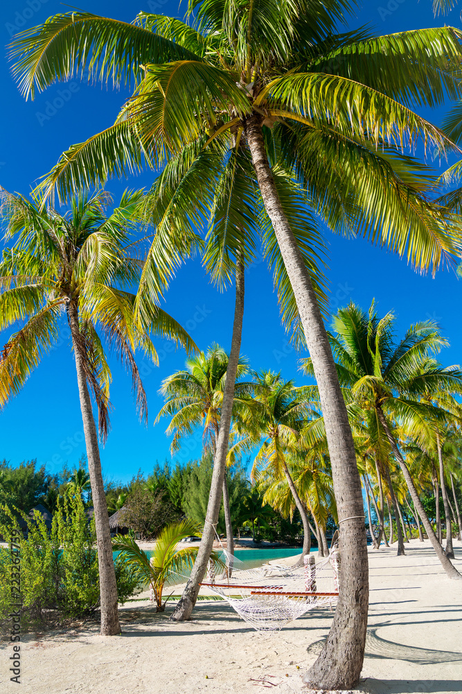 Fototapeta premium Palm trees