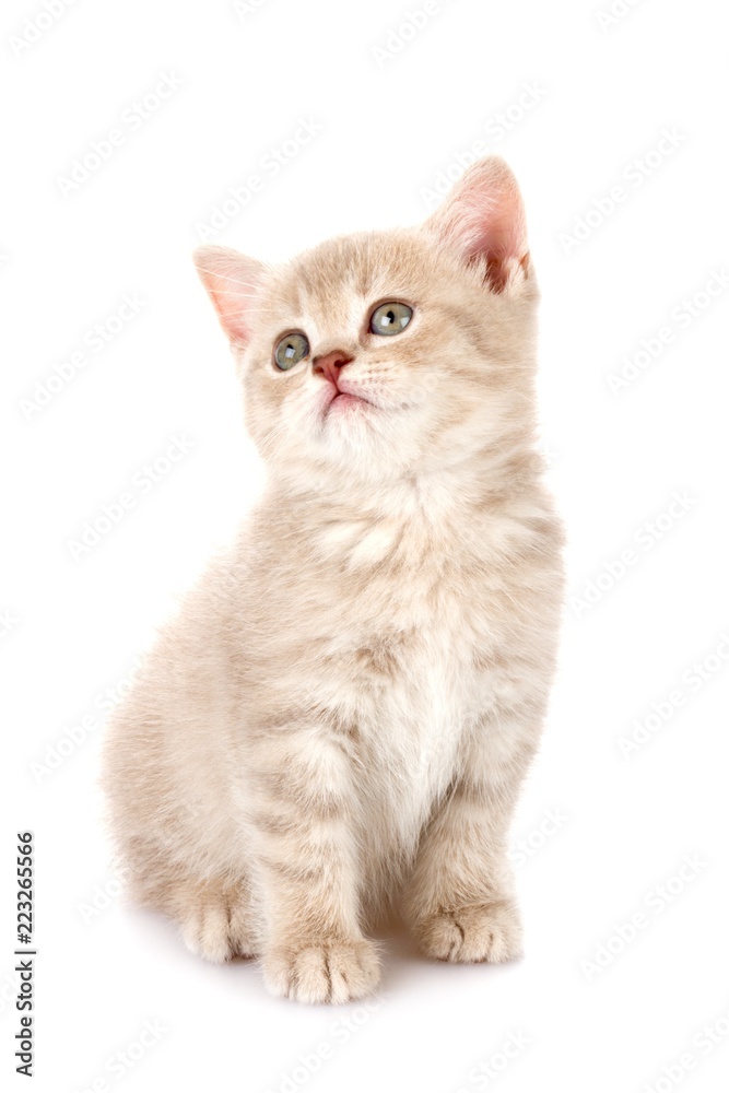 Fototapeta premium Kitten