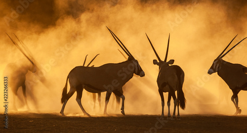 Silhouette of oryx in the dust at sunset, South Africa photo