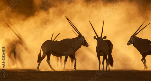 Silhouette of oryx in the dust at sunset, South Africa