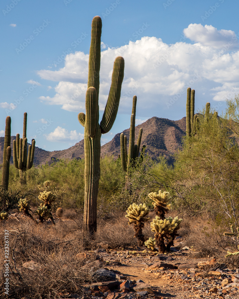 Field of cacti in the sonoran desert