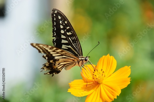 Swallowtail butterfly © tamu