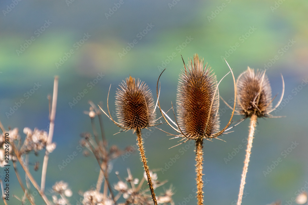 Thistle Thistle