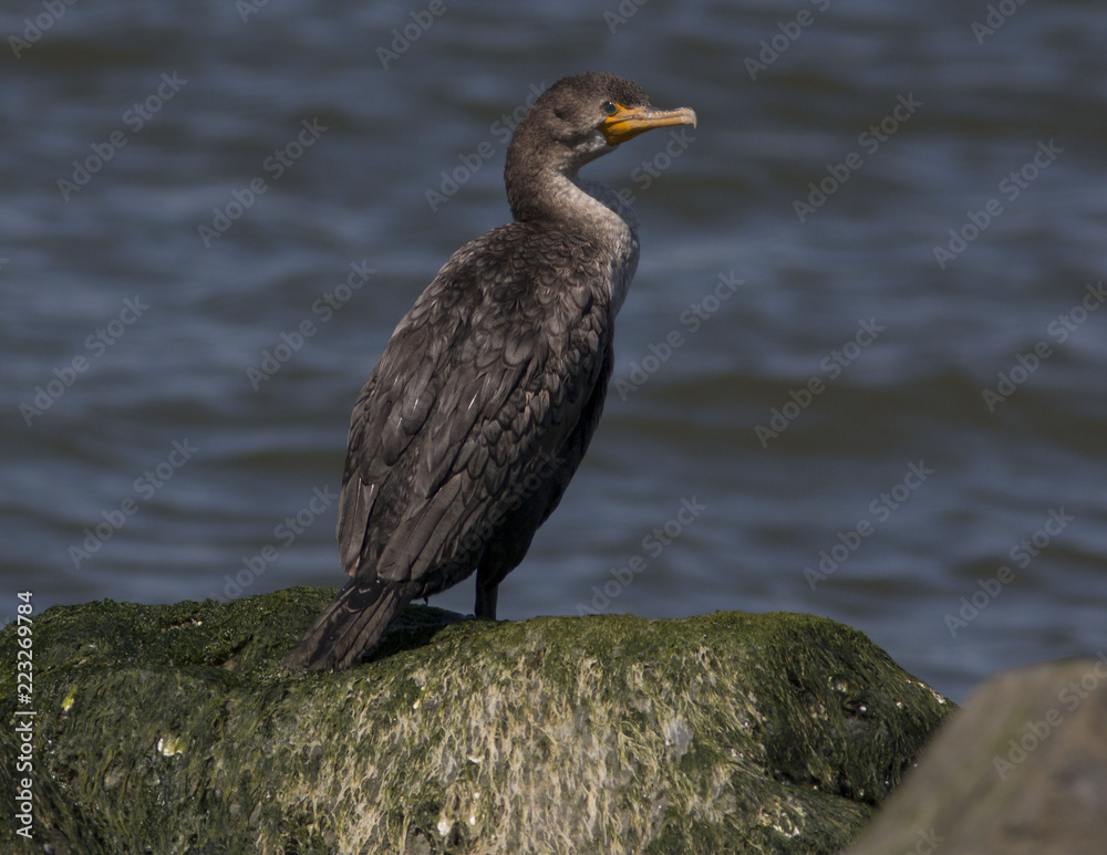 Fototapeta premium A cormorant sitting on a rock in Cape May NJ.
