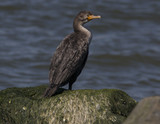 A cormorant sitting on a rock in Cape May NJ.
